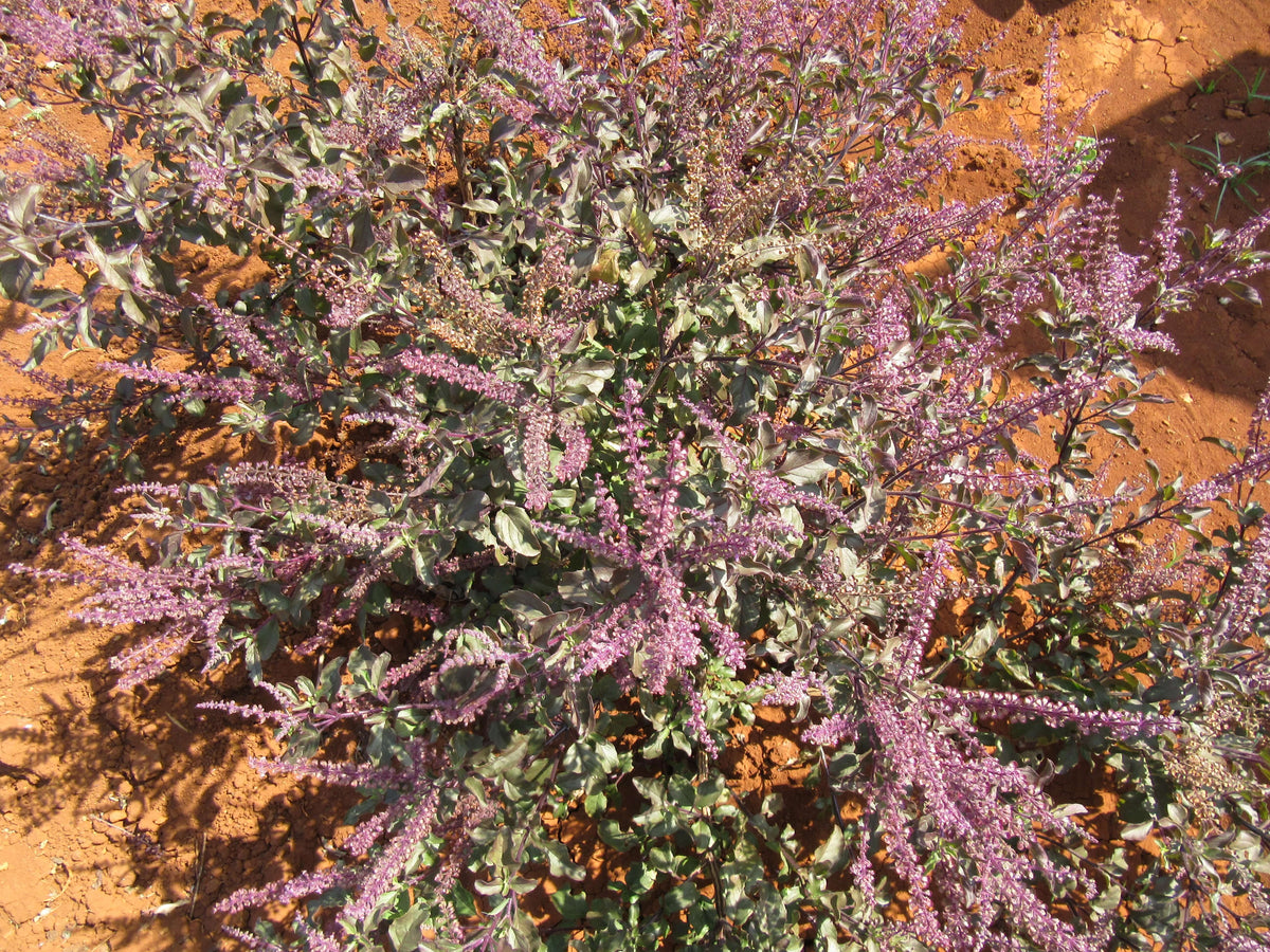 Holy Basil plant with purple flowers, used in holy basil workout supplement for wellness and performance.